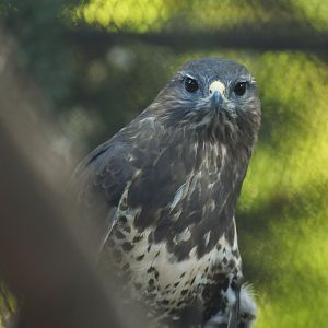 Common Buzzard Buteo buteo