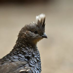 Scaled Quail Callipepla squamata