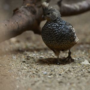 Scaled Quail Callipepla squamata