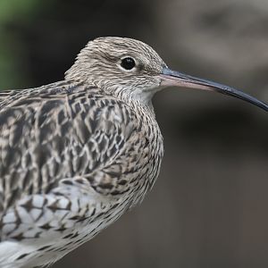Eurasian Curlew Numenius arquata