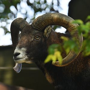 Mediterranean muflon Ovis aries