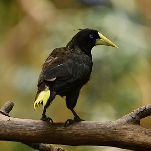 Crested Oropendola Psarocolius decumanus