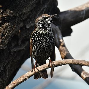 Common starling Sturnus vulgaris