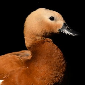 Ruddy Shelduck Tadorna ferruginea