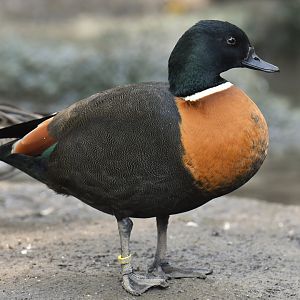 Australian Shelduck Tadorna tadornoides