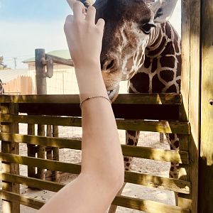 Giraffe Feeding