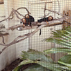 Golden-headed Lion Tamarin