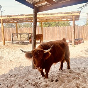 Highland Cattle