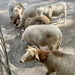 Khatadin Sheep