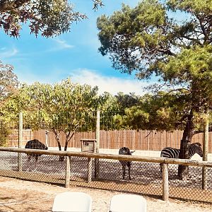 Plains Zebras and Ostrich