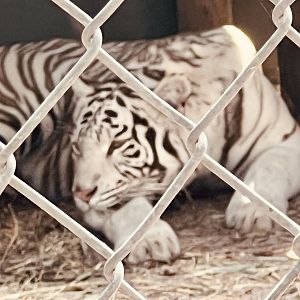 White American Zoo Tiger