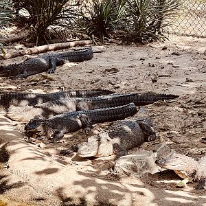 American Alligators