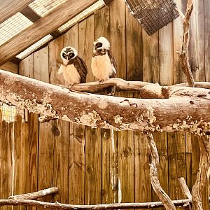 Spectacled Owls