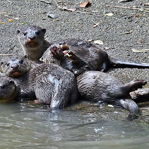 Wild Smooth-coated Otters (Lutrogale perspicillata)