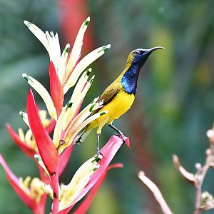 Wild Olive-backed Sunbird (Cinnyris jugularis)
