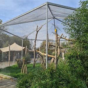 Aviary blue and yellow macaw