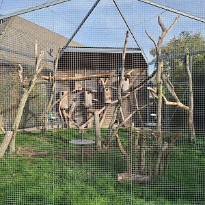 Aviary blue and yellow macaw
