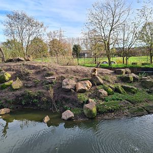 Barbary macaque island