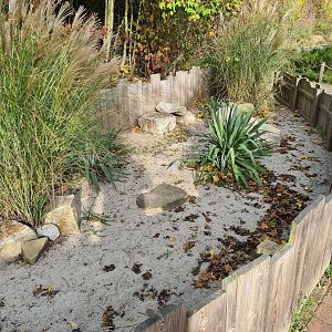 Outside enclosure Hermann's tortoise