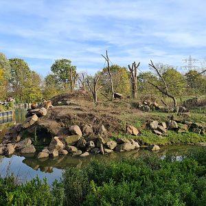 Barbary macaque island