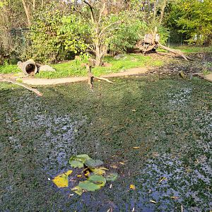 Raccoon and skunk enclosure