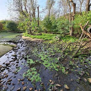 Raccoon and skunk habitat (river area)