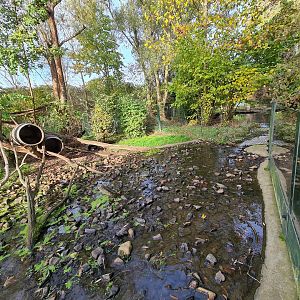 Raccoon and skunk enclosure - River area
