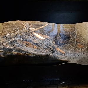 Beaver indoor enclosure