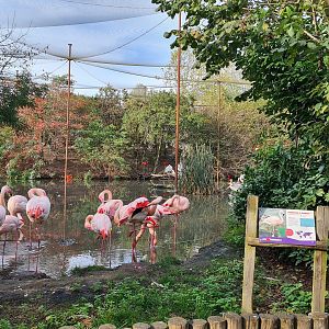 Flamingo area in Vogelrijk (Realm of birds)