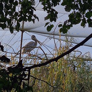 Pink-backed pelican in Vogelrijk (Realm of birds)