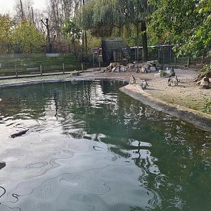 Penguin pool in Vogelrijk (Realm of birds)