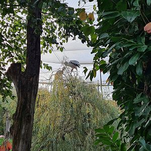Pelican in tree in Vogelrijk (Realm of birds)