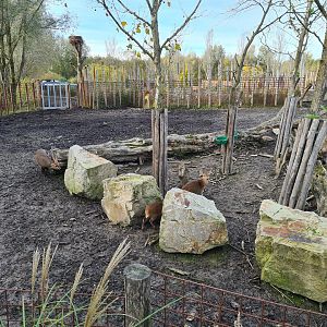 First Indian Rhinoceros enclosure - Hog deer