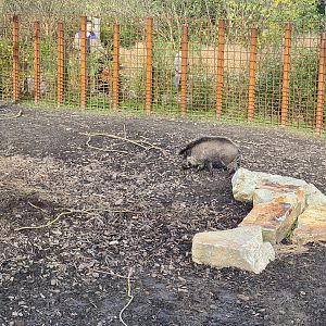 First Indian Rhinoceros enclosure - Visayan warty pig