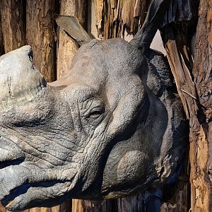 Rhino stables - Rhino head crashing through the wall