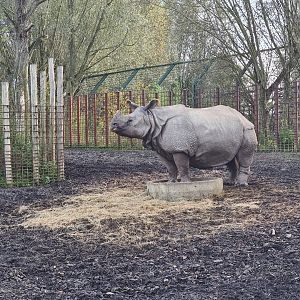 Indian Rhinoceros posing