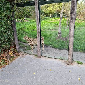 South African cheetah