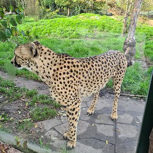 South African cheetah