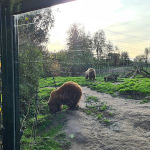 Brown bear enclosure