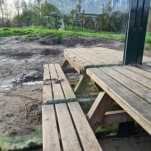 Fun immersion in brown bear enclosure