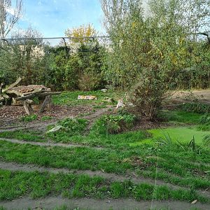 Amur tiger enclosure
