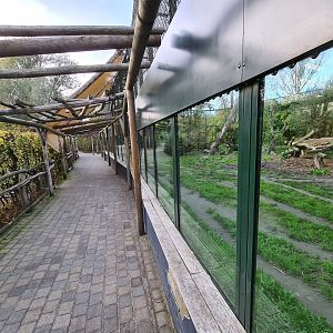Amur tiger viewing gallery