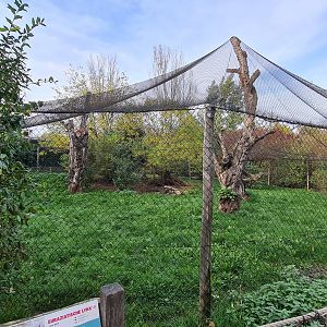 European lynx enclosure