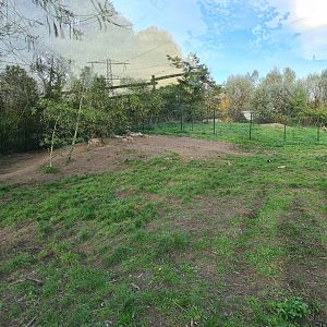Eurasian grey wolf enclosure