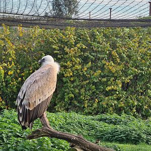 Western Eurasian griffon vulture
