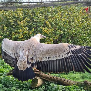 Western Eurasian griffon vulture