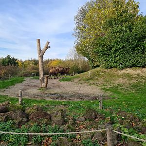 Bactrian camel enclosure