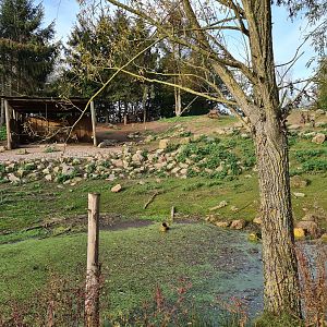 Alpine ibex enclosure - Rocky side