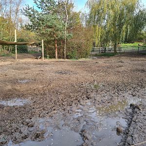 Eurasian wild boar enclosure
