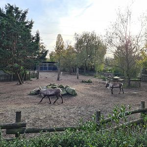 Domestic reindeer enclosure